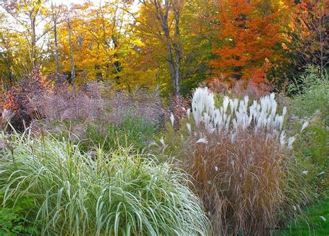 love that grass! | Ornamental grasses, Grasses garden, Autumn garden