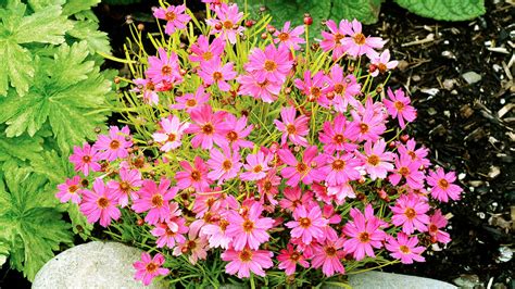 You'll Fall in Love With These Gorgeous Coreopsis Varieties - Sunset