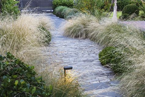 Poa labillardieri 'Eskdale' - Ian Barker Gardens