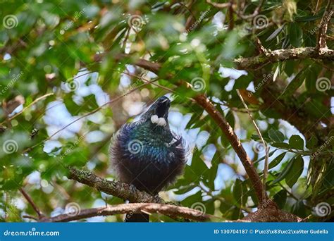 Tui bird in the trees stock image. Image of pure, outdoor - 130704187