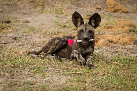 African Wild Dog Habitat Maps