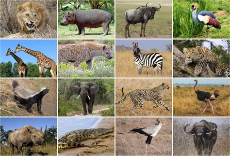 How Many Animals Are There In The Serengeti? | Tanzania Safaris