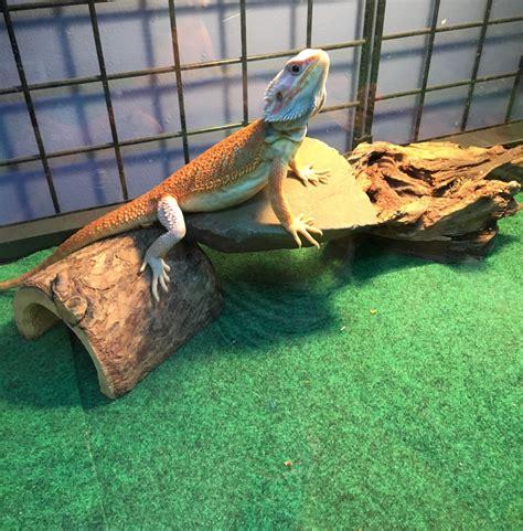 Cage Carpet and Bearded Dragon » Amphibian Care