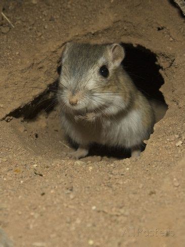 Banner-Tailed Kangaroo Rat (Dipodomys Spectabilis) at its Burrow Entrance, Sonoran Desert ...