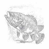 Printable Bass Fish Coloring Pages  Mimi Panda sketch template