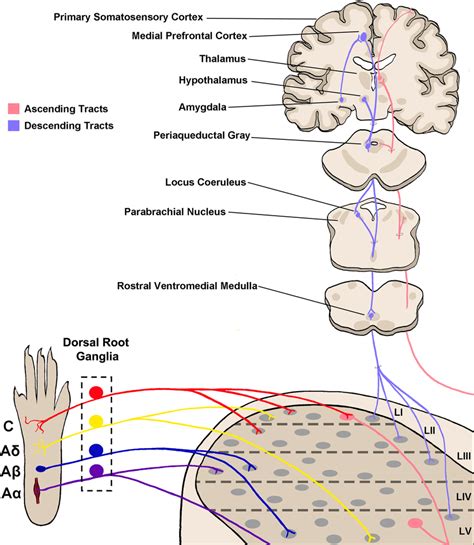 Somatosensory circuitry from the periphery to the brain. Somatosensory ...