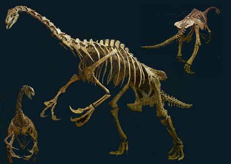 Therizinosaurus Skeleton