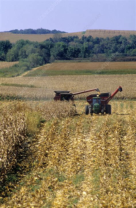 Corn Harvest - Stock Image - C001/7842 - Science Photo Library