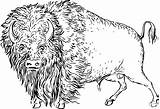 Vintage Buffalo coloring Page  ColouringPages sketch template