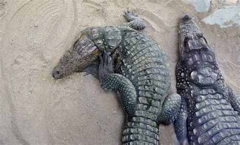 Mugger crocodile as a wild beast - Tehran Times