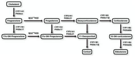 Pathways for synthesis of adrenal steroids. Aldosterone is at the end... | Download Scientific ...