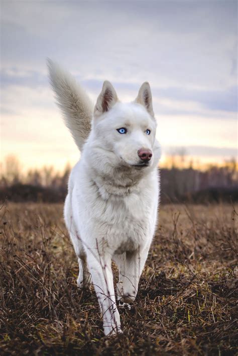 AOI — souhailbog: Nanook By Małgorzata Rogacz | More | White siberian ...