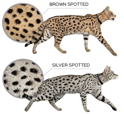 Savannah Cat Patterns