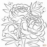 Peonies coloring Page  Free Printable Coloring Pages sketch template