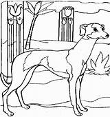 Italian Greyhound Coloring Page Free Printable Sketch sketch template