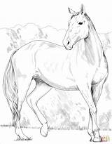 Heavy Warmblood Mare coloring Page  Free Printable Coloring Pages sketch template