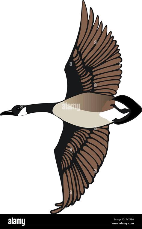 Canadian Goose Flying Vector Illustration Stock Vector Image & Art - Alamy