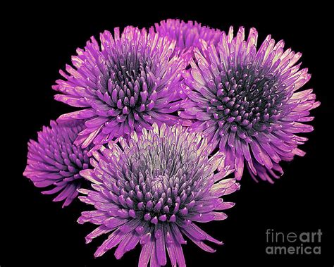 Lovely Lavender Mums Photograph by Merton Allen | Fine Art America