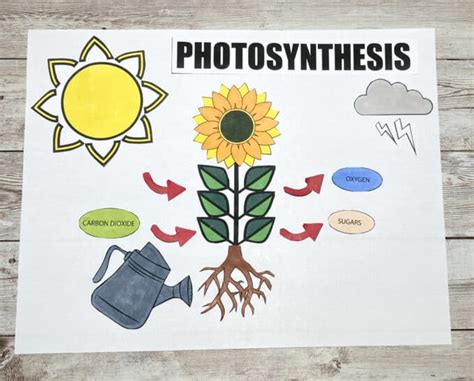 Photosynthesis Project Ideas