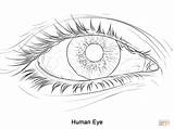 Human Eye coloring Page  Free Printable Coloring Pages sketch template