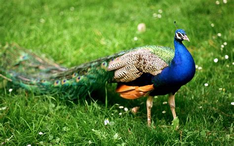 Most Beautiful Birds On The Planet - PRE-TEND Be curious - Travel