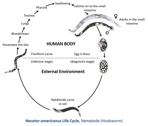 Necator americanus; Hookworm, New World