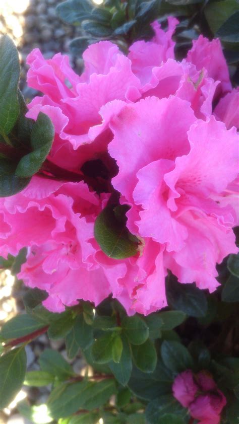 Azalea 'Bloom-a-thon Pink Double'. This re-blooming, evergreen azalea is a fall beauty! | Fall ...