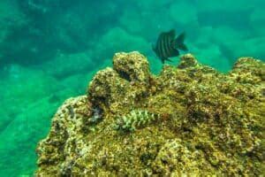 Shark's Cove, Oahu, HI: Snorkeling & Complete 2024 Visitor Guide