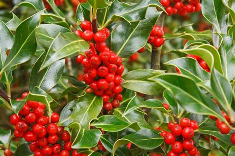 Are Holly Berries Edible? - PreparedCooks.com