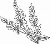 Lavender coloring Page  Free Printable Coloring Pages sketch template