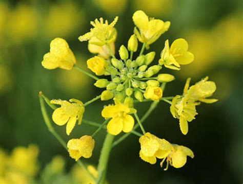 Seeds Mustard Yellow Flower Herb Wild Annual Garden Organic | Etsy