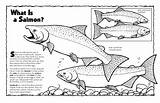 Chinook Salmon Coloring Page Sketch sketch template