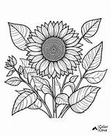 37 Free Sunflower Coloring Pages – The Color Cove sketch template