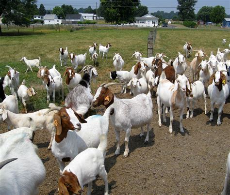 Goat herd | Goat herd at Delaware State University | Susan S. | Flickr