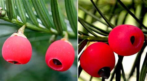 Yew Trees: Types, Berries, Leaves (Pictures) – Identification