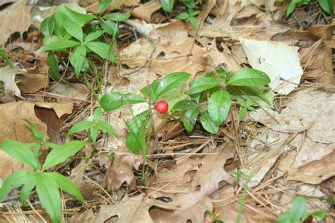 wintergreen with berries | Plants, Farm, Berries