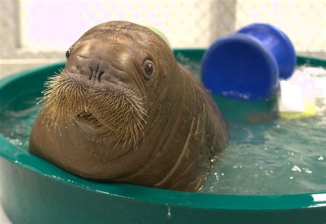 Orphaned Baby Walrus to Arrive at New York Aquarium - The New York Times