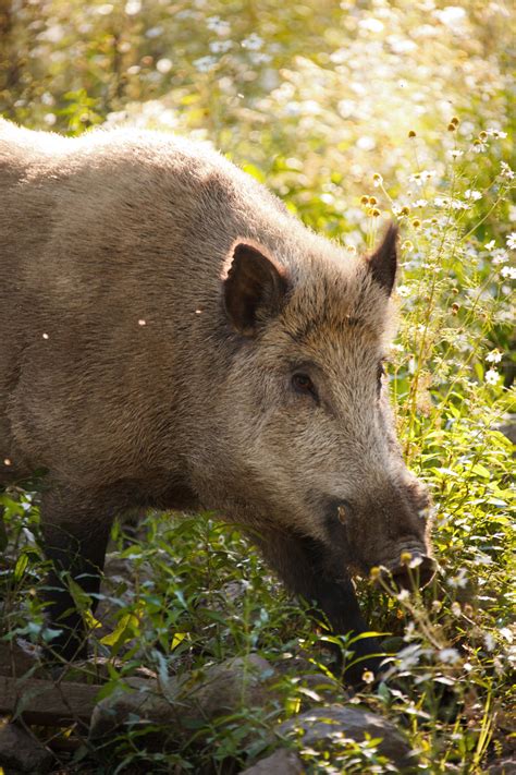Boar Free Stock Photo - Public Domain Pictures