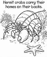 Hermit Crab Coloring Page  Printable Pages To sketch template