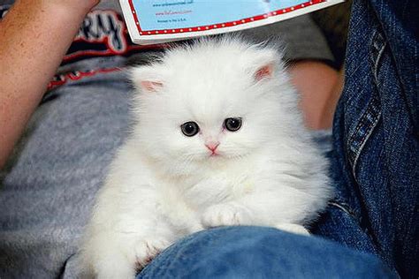 Persian Baby, persians, graphy, kittens, white, cats, animals, HD wallpaper | Peakpx