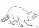 Raccoon coloring Page  Free Printable Coloring Pages sketch template