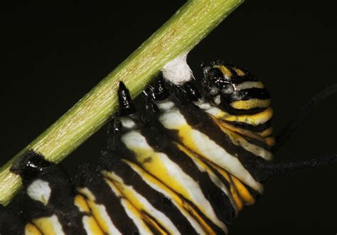 All of Nature: Monarch Caterpillar Prepares to Become Chrysalis