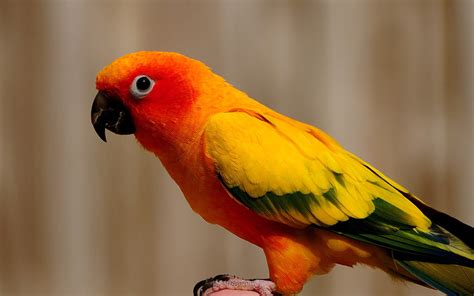 Yellow and red parrot HD wallpaper | Wallpaper Flare