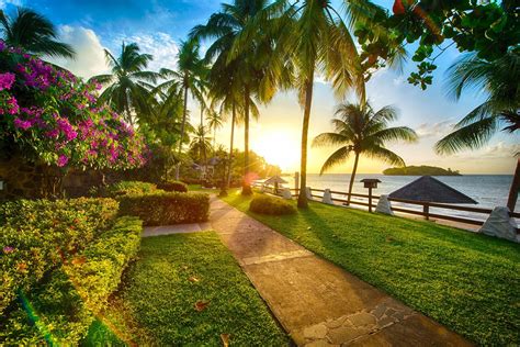 Green grass, beach, sunset, palm trees, sea HD wallpaper | Wallpaper Flare