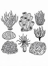 Simple coral reef Coloring Page  Free Printable Pages sketch template