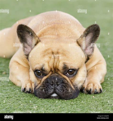 Fawn French Bulldog Puppy Lying Down and Resting with Sad Face Stock Photo - Alamy