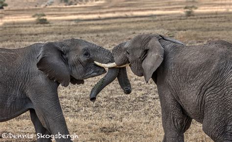 4762 African Elephants, Mating Ritual, Tanzania - Dennis Skogsbergh PhotographyDennis Skogsbergh ...