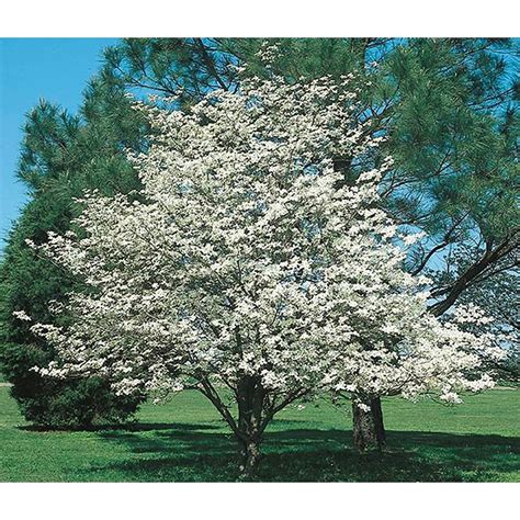 3.25-Gallon White Dogwood Flowering Tree (L1053) | Potted trees ...