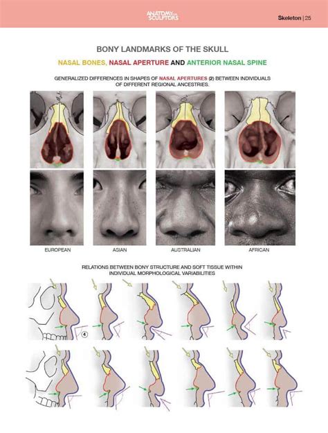 Pin by Valley on Human Nose Tutorials / References | Anatomy for ...