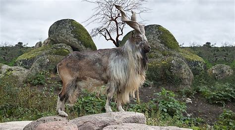 Interesting Facts About The National Animal of Pakistan Markhor ...